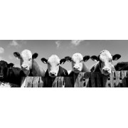 Curious Cows-Panoramic Curious Cows-Panoramic